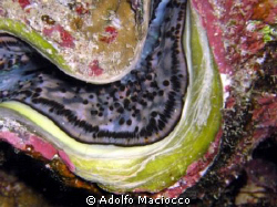 Common Giant Clam
Tridacna Maxima
Ras Ghazlani,
 Ras M... by Adolfo Maciocco 